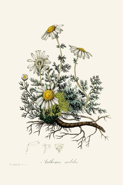 John Stephenson and James Morss Churchill: Chamomile (Anthemis Nobilis) Medical Botany by John Stephenson and James Morss Churchill