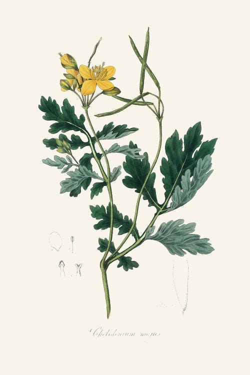 Greater Celandine (Chelidonium Majus) Medical Botany by John Stephenson and wall art