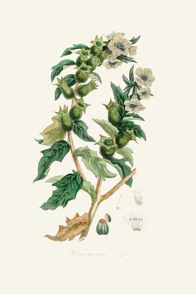 John Stephenson and James Morss Churchill: Henbane (Hyoscyamus Niger) Medical Botany by John Stephenson and James Morss Churchill