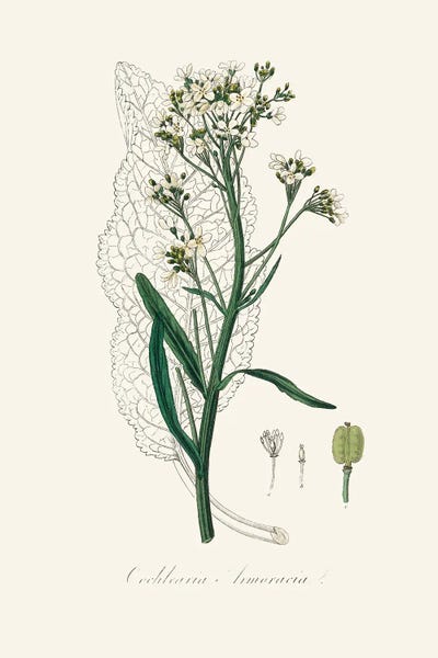 Vintage Botanical Illustrations: Horseradish (Cochlearia Armoracia) Medical Botany by John Stephenson and James Morss Churchill
