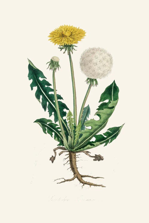 Leontodon Taraxacuma Medical Botany