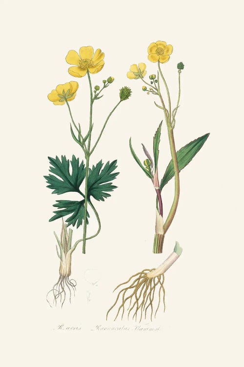 Lesser Spearwort (Ranunculus Flammula) Medical Botany by John Stephenson and wall art