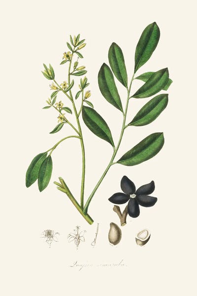 Vintage Botanical Illustrations: Lualsia Simarula Medical Botany by John Stephenson and James Morss Churchill