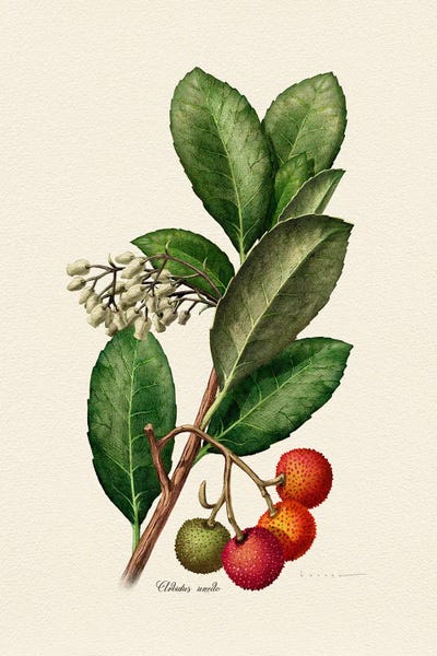 Vintage Botanical Illustrations: Botany Arbutus Unedo by Juan Hernaz
