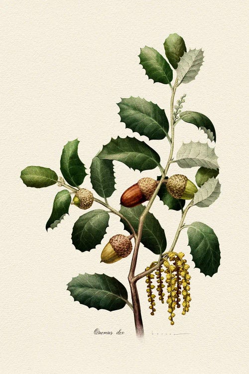 Botany Quercus Ilex