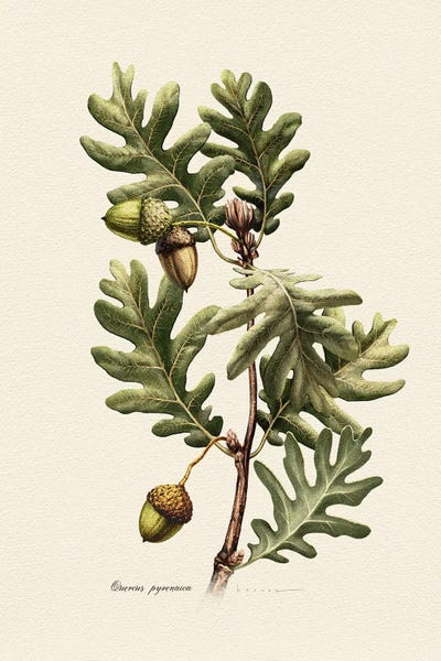 Botanical Illustrations: Botany Quercus Pyrenaica by Juan Hernaz