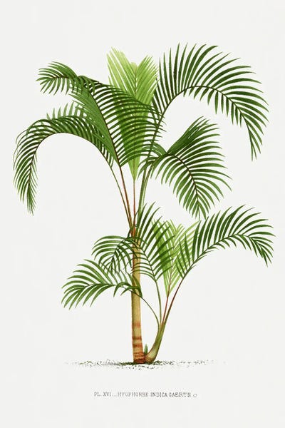 Botanical Illustrations: XVI Hyophorbe I by Les Palmiers Histoire
