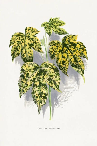 Botanical Illustrations: Abutilon Thompsoni Leaf Illustration by Les Plantes a