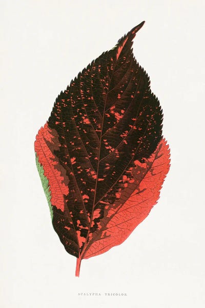 Botanical Illustrations: Acalypha Tricolor Leaf Illustration by Les Plantes a