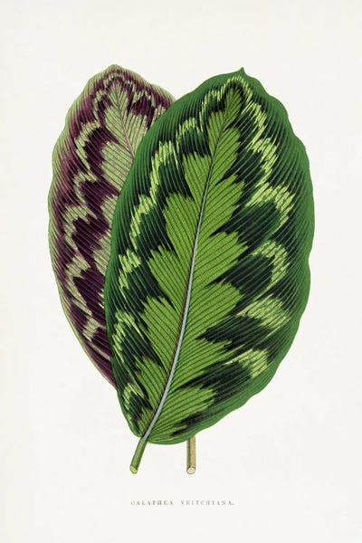 Botanical Illustrations: Calathea Veitchiana Leaf Illustration by Les Plantes a