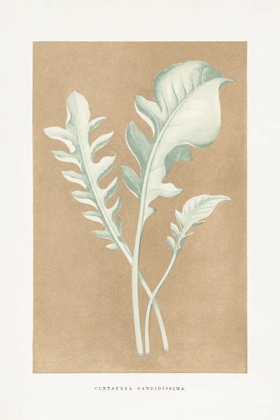 Botanical Illustrations: Centaurea Candidissima Leaf Illustration by Les Plantes a