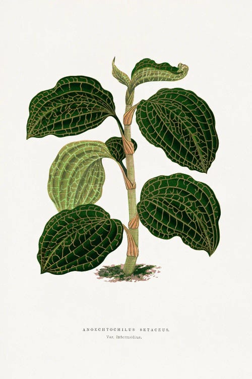 Green Anoechtochilus Setaceus Leaf Illustration