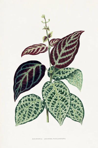 Vintage Botanical Illustrations: Green Bignonia Argyro Violascens Leaf Illustration by Les Plantes a