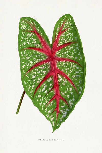 Vintage Botanical Illustrations: Green Caladium Chantini Leaf Illustration by Les Plantes a