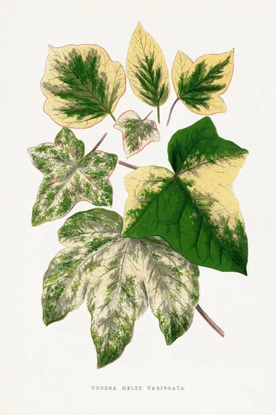Vintage Botanical Illustrations: Green Leaf Illustration by Les Plantes a