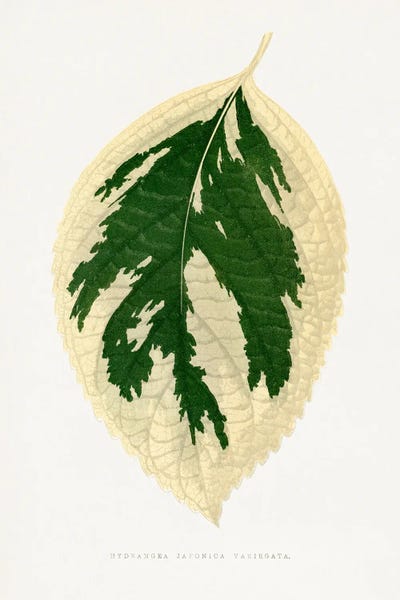 Vintage Botanical Illustrations: Hydrangea Japonica Variegata Leaf Illustration by Les Plantes a