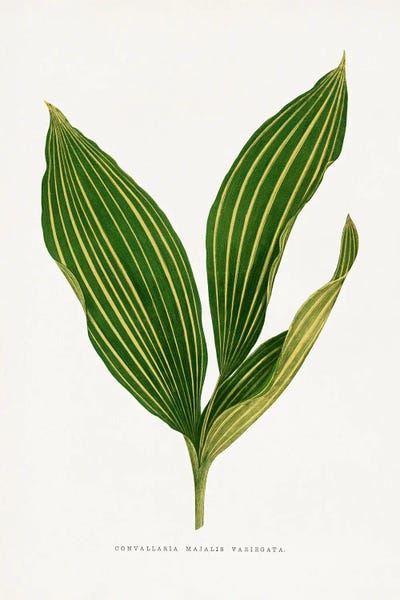 Vintage Botanical Illustrations: Lily Of The Valley Leaf Illustration by Les Plantes a