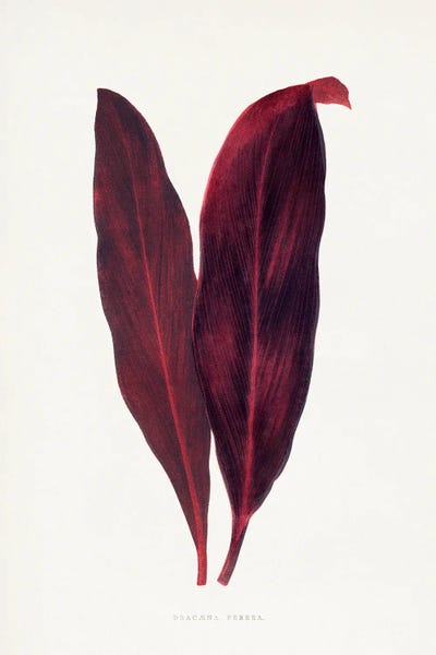 Vintage Botanical Illustrations: Pink Dracaena Ferrea Leaf Illustration by Les Plantes a