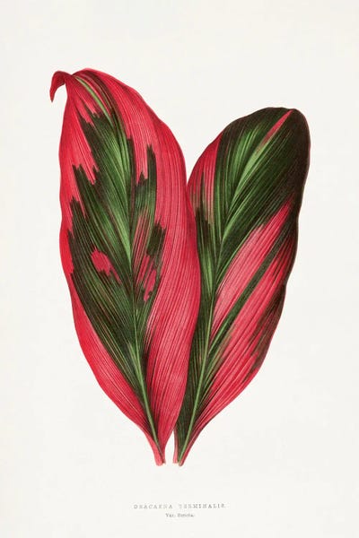 Vintage Botanical Illustrations: Pink Dracaena Terminalis Leaf Illustration by Les Plantes a