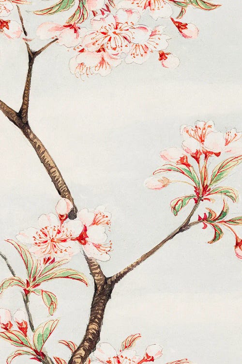 Sakura Cherry During 1870-1880