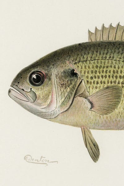 Fine Art Print: Rock Bass Crop by Sherman F. Denton
