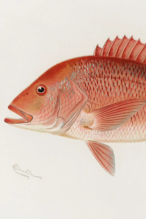 Red Snapper II