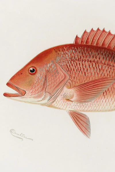 Fine Art Print: Red Snapper II by Sherman F. Denton