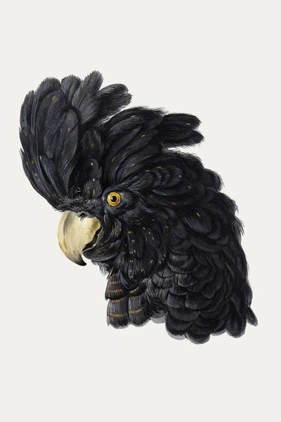 Cockatoos: Head Of A Cockatoo by Aert Schouman