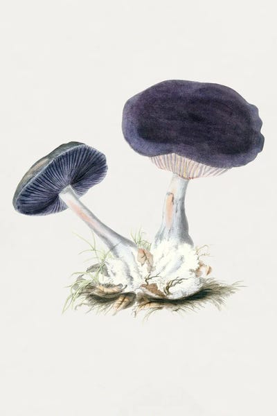 Mushrooms: Vintage Violet Webcap Mushroom by Biodiversity Heritage Library
