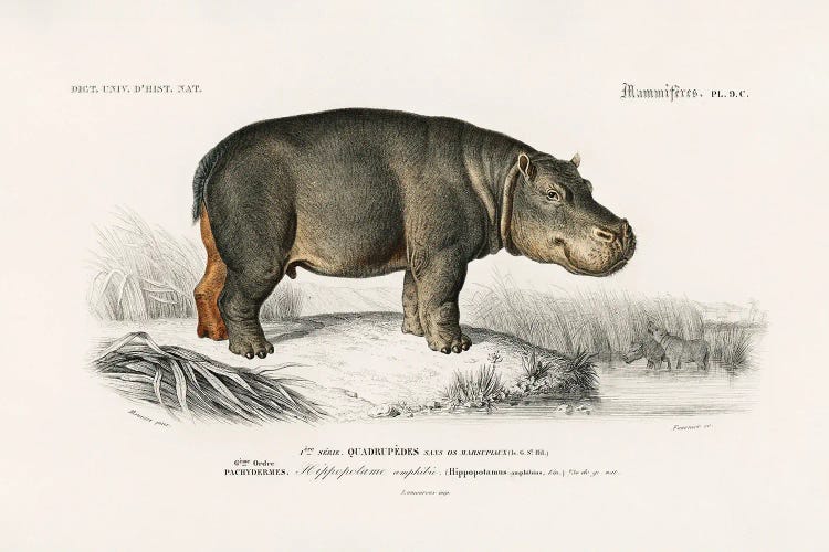 Hippopotamus