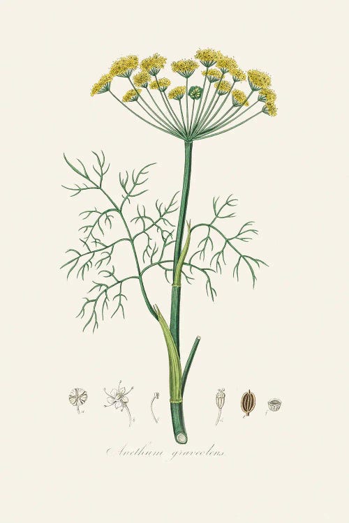 Dill (Anethum Graveolens) Medical Botany by John Stephenson wall art