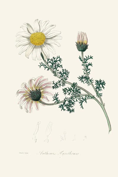 Botanical Illustrations: Mount Atlas Daisy (Anthemis Pyrethrum) Medical Botany by John Stephenson and James Morss Churchill