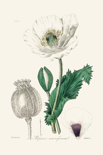 Vintage Botanical Illustrations: Opium Poppy (Papaver Somniferum) Medical Botany by John Stephenson and James Morss Churchill