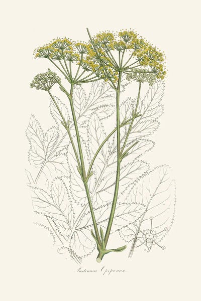 Botanical Illustrations: Opobalsam (Pastinaca Opopanax) Medical Botany by John Stephenson and James Morss Churchill