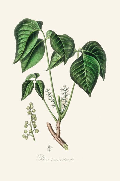 Botanical Illustrations: Poison Ivy (Rhus Toxicodendron) Medical Botany by John Stephenson and James Morss Churchill