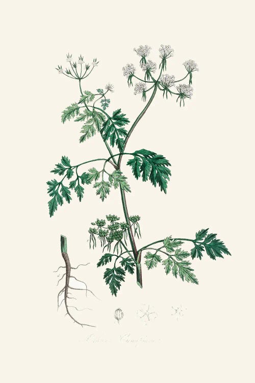 Poison Parsley (Aethusa Cynapium) Medical Botany