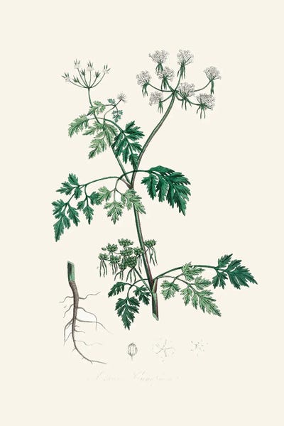 Vintage Botanical Illustrations: Poison Parsley (Aethusa Cynapium) Medical Botany by John Stephenson and James Morss Churchill