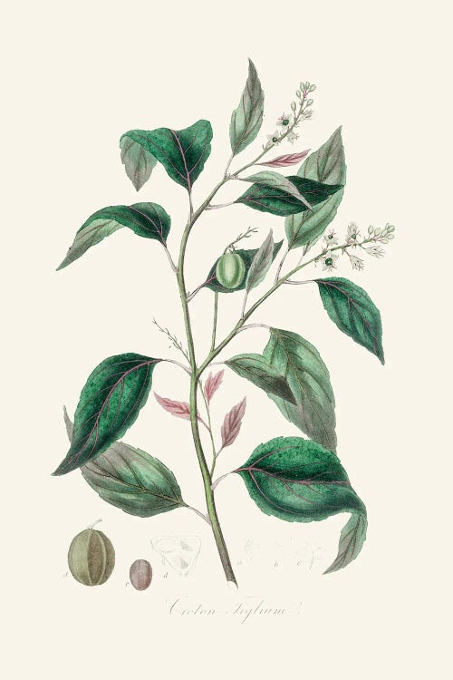 Purging Croton (Croton Tiglium) Medical Botany