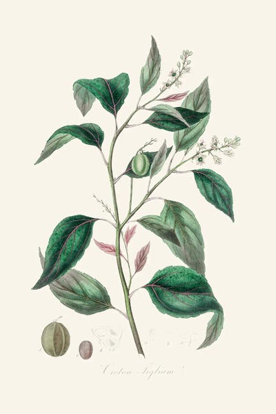 Vintage Botanical Illustrations: Purging Croton (Croton Tiglium) Medical Botany by John Stephenson and James Morss Churchill