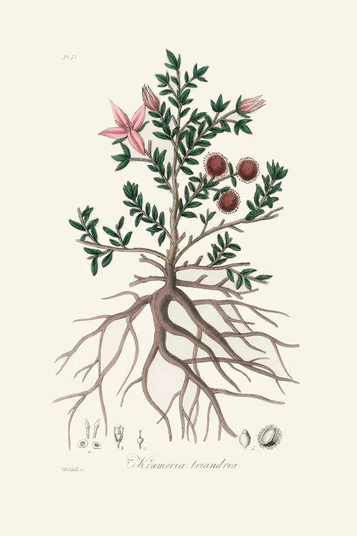 Rhatany (Krameria Triandrea) Medical Botany by John Stephenson and wall art