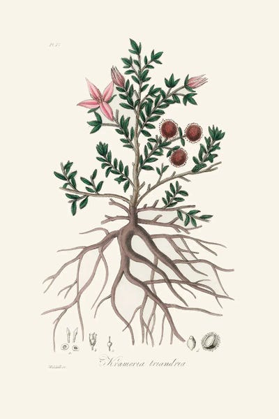 Vintage Botanical Illustrations: Rhatany (Krameria Triandrea) Medical Botany by John Stephenson and James Morss Churchill