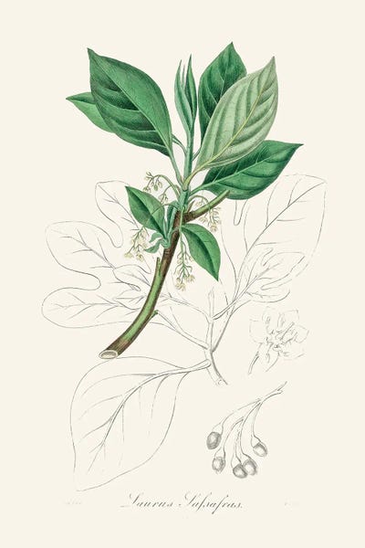 Vintage Botanical Illustrations: Sassafras (Laurus Sassafras) Medical Botany by John Stephenson and James Morss Churchill