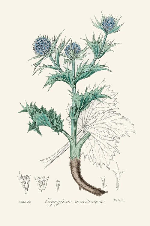The Sea Holly (Eryngium Mmaritimum) Medical Botany
