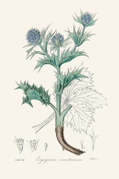 Vintage Botanical Illustrations: The Sea Holly (Eryngium Mmaritimum) Medical Botany by John Stephenson and James Morss Churchill