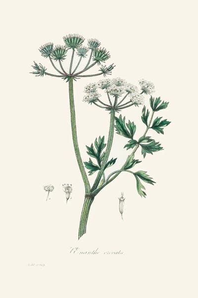 Vintage Botanical Illustrations: Water Dropwort (Onanthe Grocata) Medical Botany by John Stephenson and James Morss Churchill
