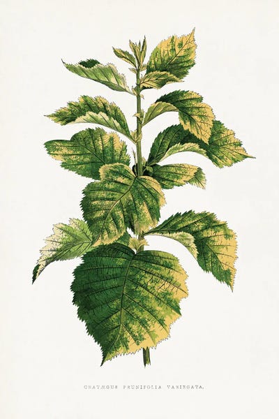 Vintage Botanical Illustrations: Common Hawnthorn Leaf Illustration by Les Plantes a