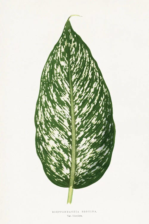 Dieffenbachia Seguina Leaf Illustration by Les Plantes a wall art