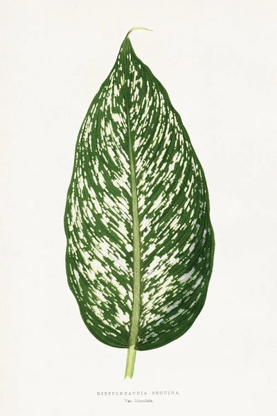 Vintage Botanical Illustrations: Dieffenbachia Seguina Leaf Illustration by Les Plantes a