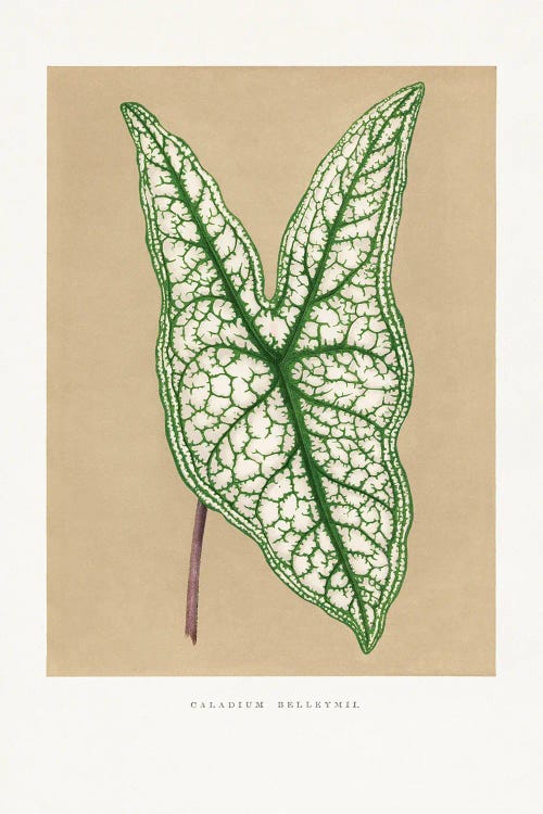 Green Caladium Belleymii Leaf Illustration