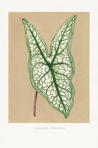 Vintage Botanical Illustrations: Green Caladium Belleymii Leaf Illustration by Les Plantes a